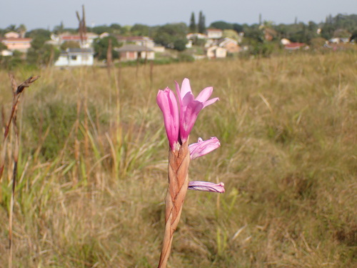 Image of Watsonia densiflora by (c) Mahomed Desai, some rights reserved (CC BY)