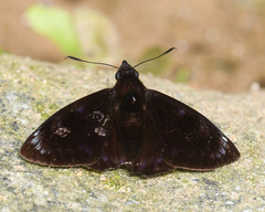 Mictris crispus caerula