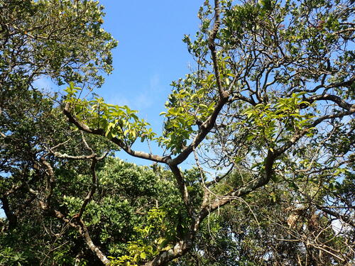 Cassipourea gummiflua, photograph 3