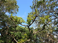 Cassipourea gummiflua, photograph (c) Mahomed Desai, some rights reserved (CC BY)