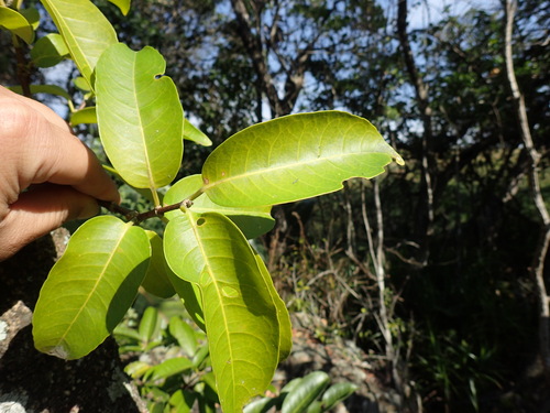 Image of Cassipourea gummiflua by (c) Mahomed Desai, some rights reserved (CC BY)