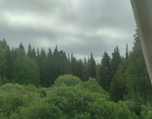 Siberian spruce
