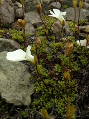 Ourisia caespitosa