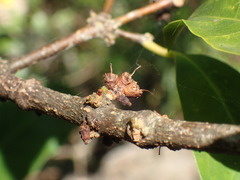 Cassipourea gummiflua, photograph (c) Mahomed Desai, some rights reserved (CC BY)
