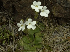 Ourisia spathulata