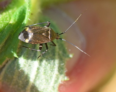 Closterotomus cinctipes