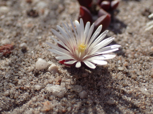 Image of Delosperma subpetiolatum by (c) Mahomed Desai, some rights reserved (CC BY)