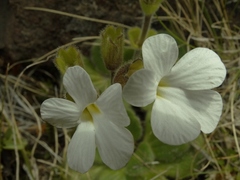 Ourisia spathulata