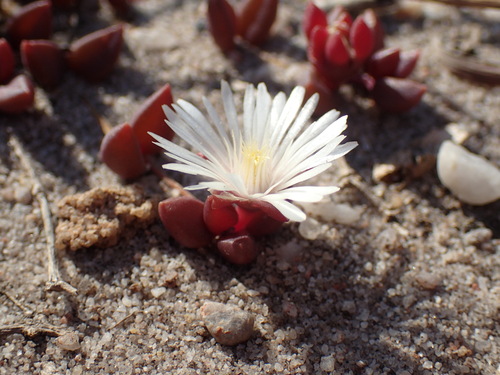 Image of Delosperma subpetiolatum by (c) Mahomed Desai, some rights reserved (CC BY)