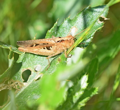 Chorthippus maritimus maritimus