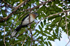 Coua cristata