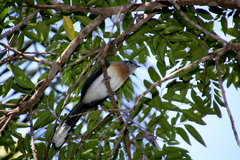 Coua cristata