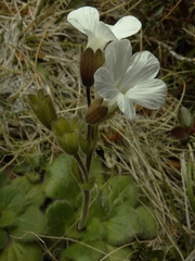 Ourisia spathulata