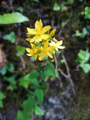 Hairy St John's-wort (Hypericum hirsutum)