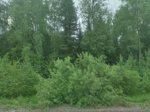 Siberian pine