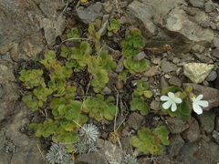 Ourisia spathulata