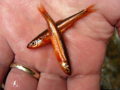 Notropis leuciodus