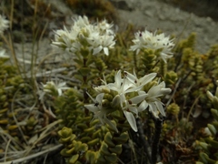 Veronica buchananii