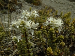 Veronica buchananii