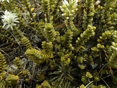 Veronica buchananii