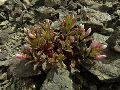 Epilobium pycnostachyum