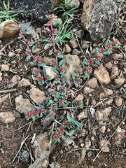 Euphorbia densiflora