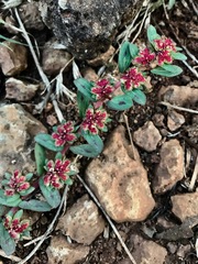 Euphorbia densiflora
