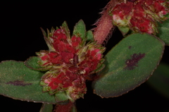 Euphorbia densiflora