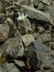 Stellaria gracilenta