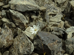 Stellaria gracilenta
