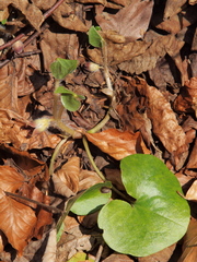Asarum europaeum europaeum