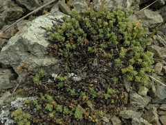 Pimelea traversii exedra
