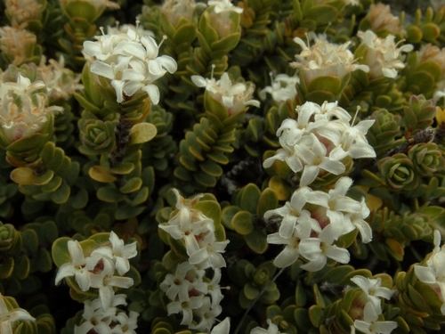 How to identify Pimelea traversii Hook.fil.