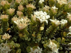 Pimelea traversii exedra