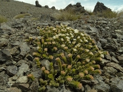 Pimelea traversii exedra