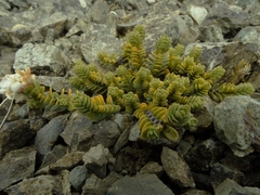 Pimelea traversii exedra