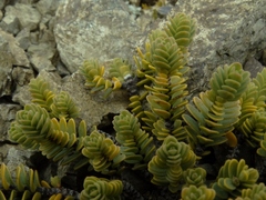 Pimelea traversii exedra