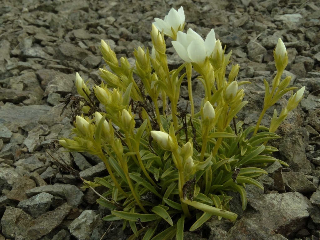 Gentianella serotina