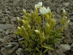 Gentianella serotina