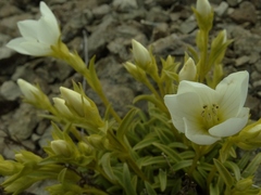 Gentianella serotina