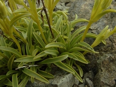 Gentianella serotina