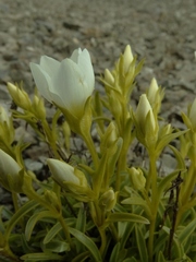 Gentianella serotina