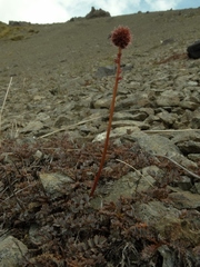 Acaena saccaticupula