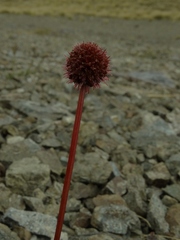 Acaena saccaticupula