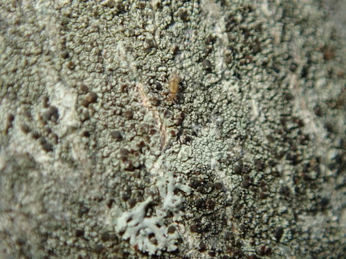 Willowsia nigromaculata