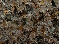 Acaena saccaticupula
