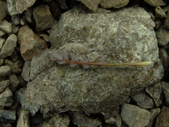 Acaena saccaticupula