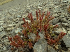 Epilobium porphyrium