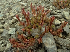 Epilobium porphyrium