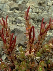 Epilobium porphyrium